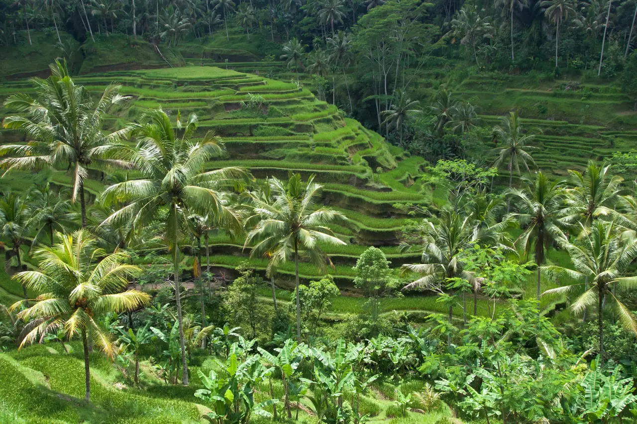 Green rice terraces with coconut palms